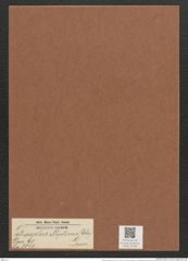 Tetracyclus ellipticus (Ehr.) Grun. (de-Toni-Nr.: Genus 90, Species 3011) Zeichnungen Sammlung Grunow Mappe 03196 (Herbarium_W_Grunow_drawings_Folder_03196)